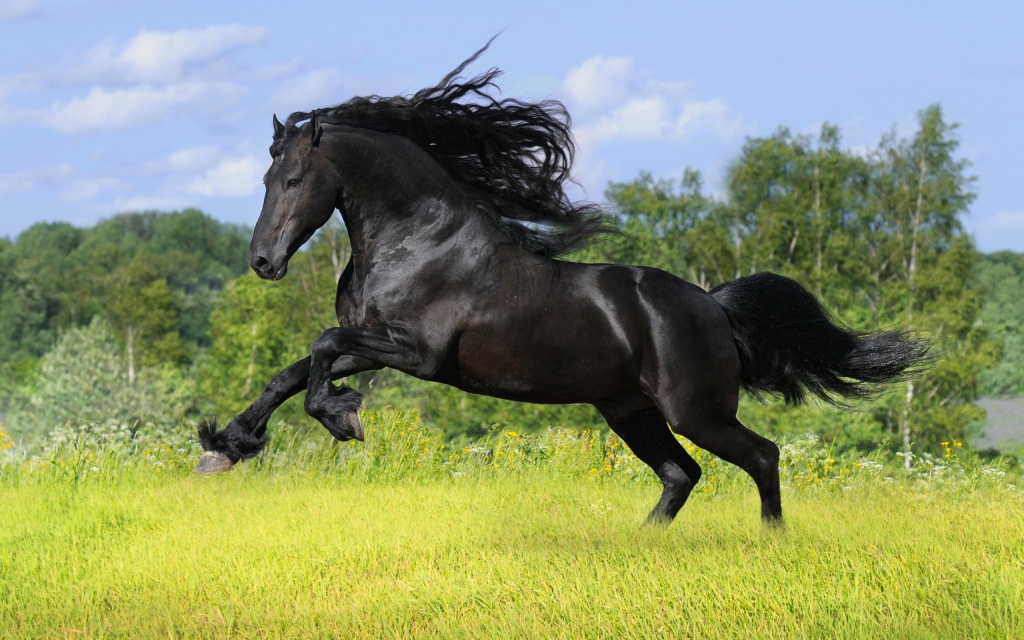 horses wallpaper for desktop. Wild Black Horse wallpaper