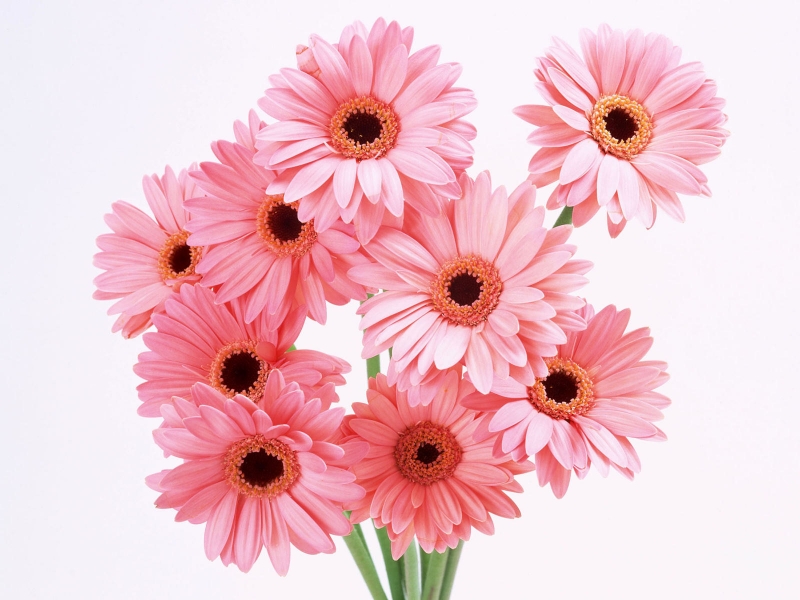 flowers pictures wallpapers. Pink Flowers wallpaper
