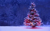 Furry Christmas Tree 1920x1200