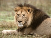 African Lion in Tanzania, Africa