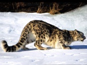 Snow Leopard Hunting