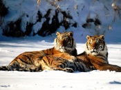 Tigers on the Snow