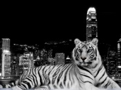 Tiger and the City