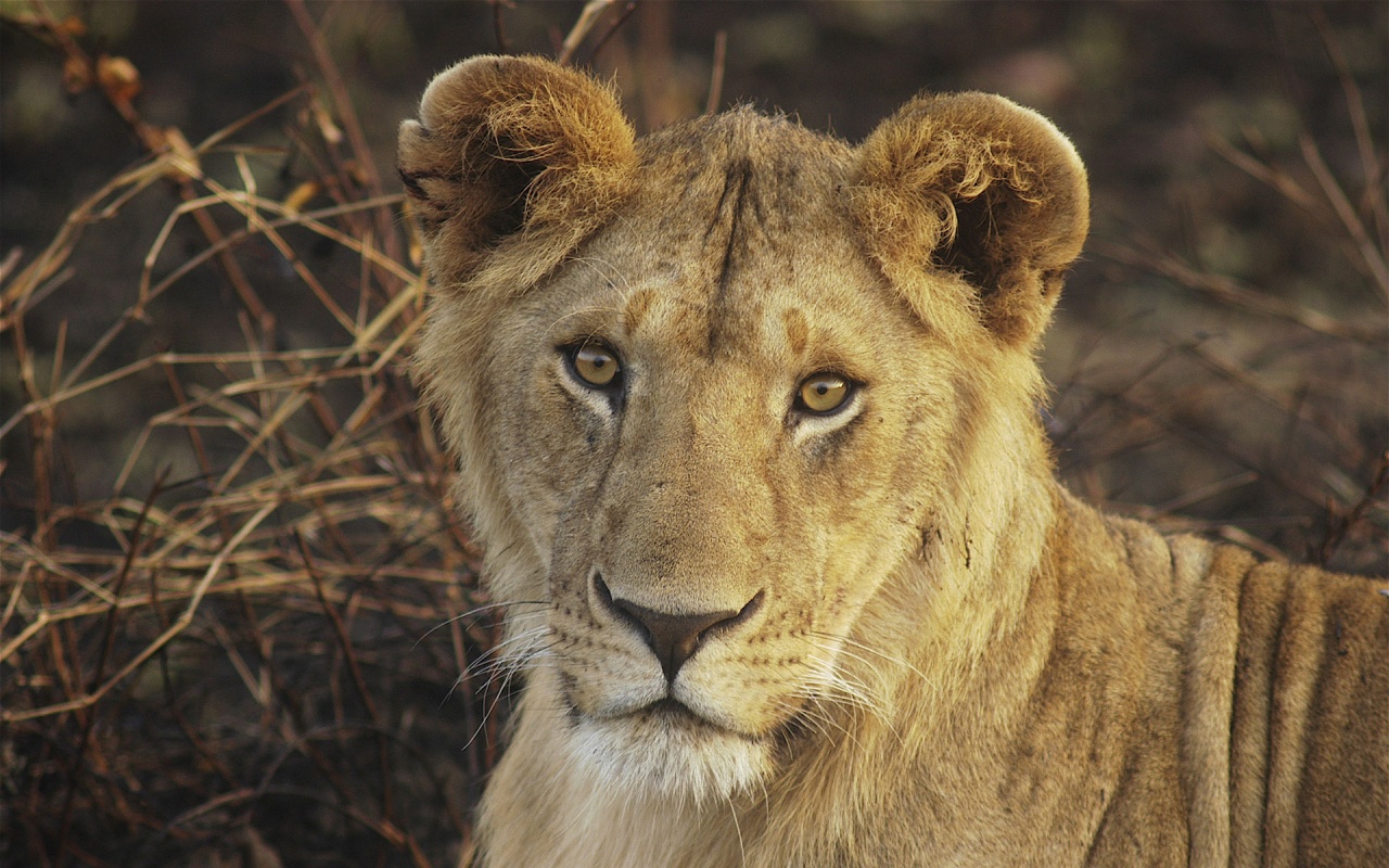 Young Lion Mara