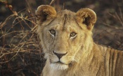 Young Lion Mara
