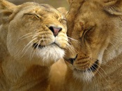 Lion Marriage