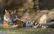 Tiger Dream World