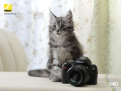 Kitty and Nikon D40