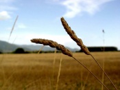 Natural Wheat Plants