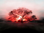 Sunset and a Tree