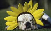 Sunflower Bull Dog