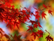 Red Leaves - Autumn