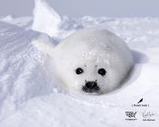 Little White Seal