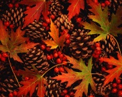 Autumns Carpet