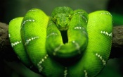 Gaudy Green Snake