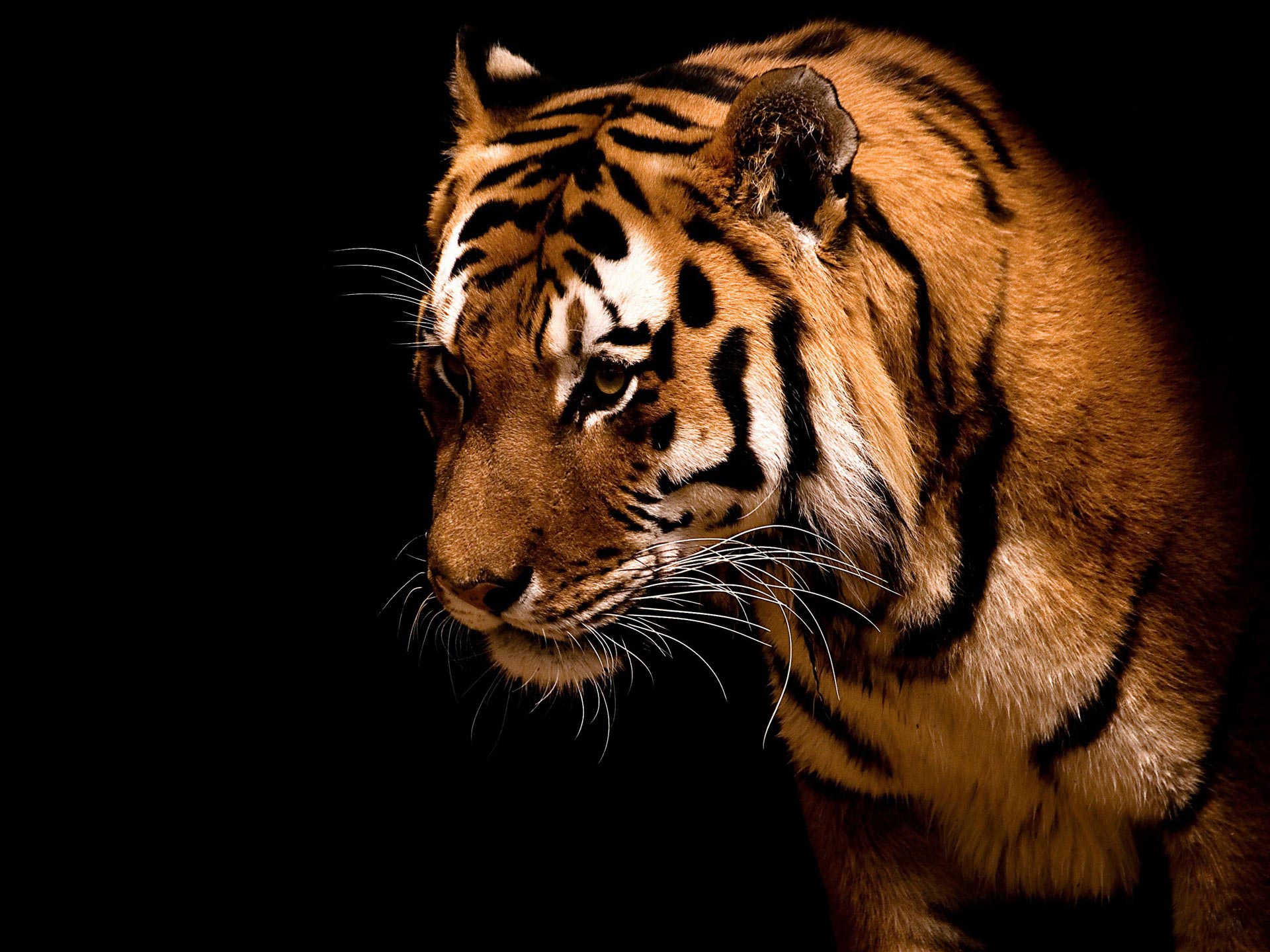 Bengal Tiger 3D - Cats & Animals Background Wallpapers on Desktop