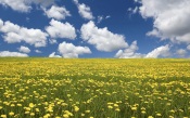 The Field of Yellow Flowers