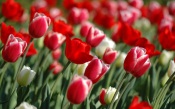 A Lot of Red Tulips