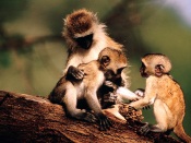 Monkey's Family