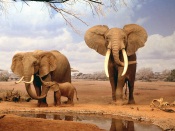 Elephant's Family