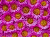 Asters