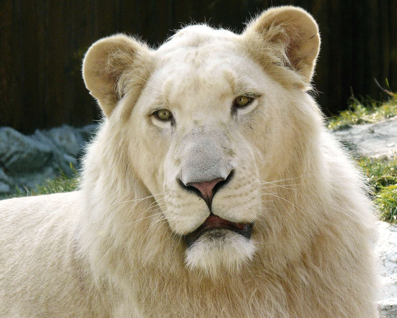Albino Lion