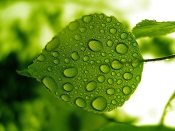 Green Leaf With Water Drops