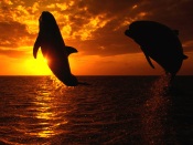 Dolphins Jump on Sunset