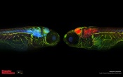 Alzheimer Zebrafish, stained for Tau (red), neurons (green), synapses and pathologic Tau (blue) (10X)