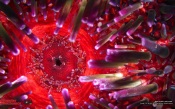 Echinometra lucunter (sea urchin), oral view (20X)