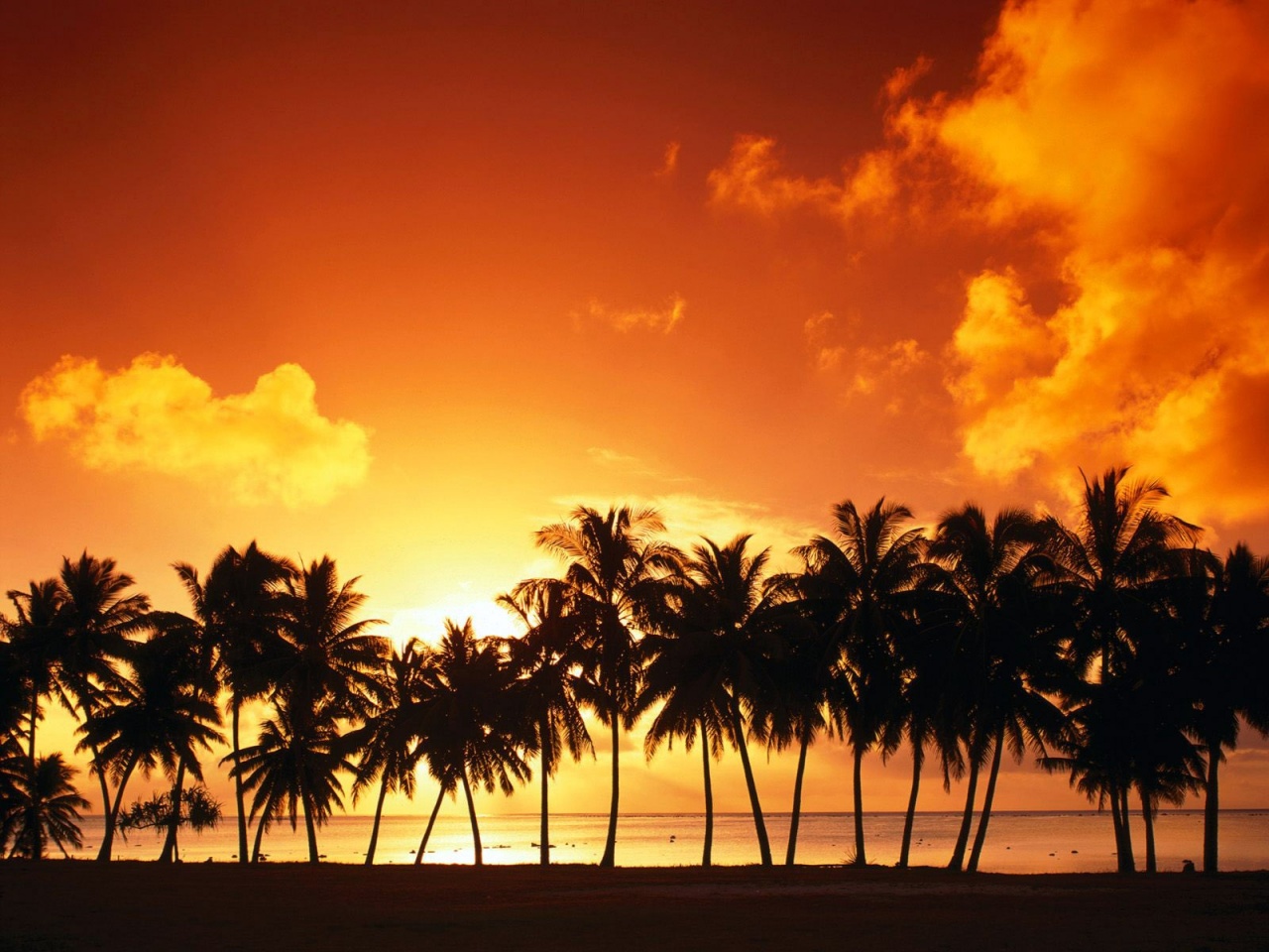 Sunset thru Palm Tree, Island