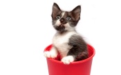 Kitty in Flowerpot