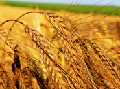 Wheats Field