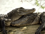 Crocodiles Love