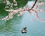 Pink Sakura, Lake, Duck