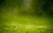 Rain, Green, Grass
