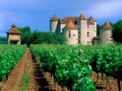Vineyard, Cahors, Lot Valley, France