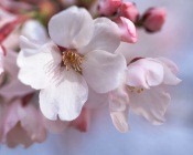 Japanese Cherry Flowers, Japan