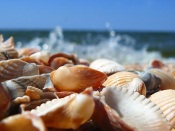 Seashells on the Seashore