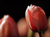 Red Tulip Buds