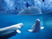 Belugas in Northern Waters