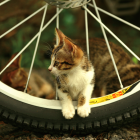 Cat: Bike Lover