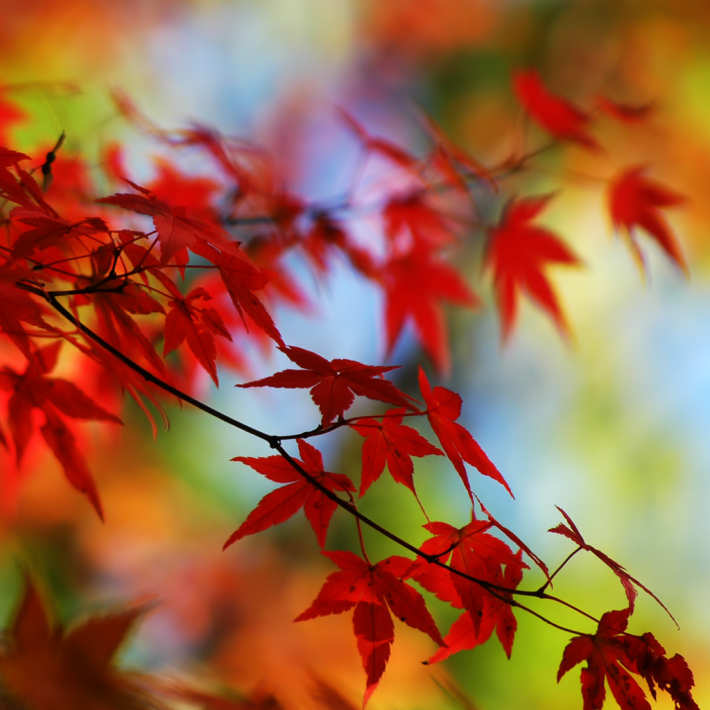 Red Leafs
