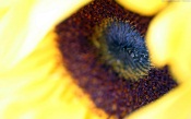 Flower Like Big Eye