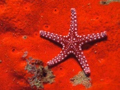 Starfish, Red Background