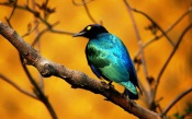 Bird Unusual Color