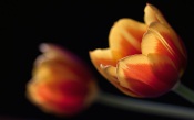 Tulips, Bokeh