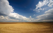 Yellow Field and Blue Skys