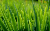 Very Green Grass