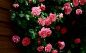 Fragrant Pink Roses